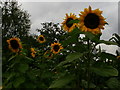 Sunflowers in Brockwell Park