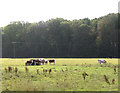 Cattle grouped around feeder in pasture