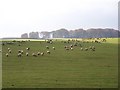 Sheep Grazing On Sheep Grazing