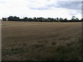 Stubble in the field