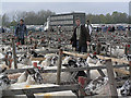 SE6782 : Sheep sale at Wombleton Airfield by Colin Grice