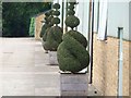 SP2526 : Topiary in Daylesford Hill Farm's yard by Michael Dibb