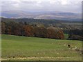 Fields below Cleuchhead Farm