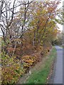 Beech hedge near Breconside