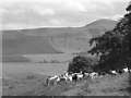 NO2012 : Sheep, Pitlour Hill by Richard Webb