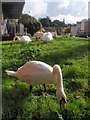 Swans by Cricklepit footbridge