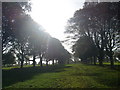 Trees in Cornbury Park