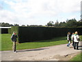 Edge of the maze at Leeds Castle