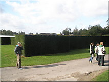 TQ8352 : Edge of the maze at Leeds Castle by Basher Eyre