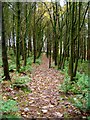 The way through the woods