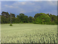 Farmland, Kidmore End