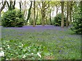 Carpet of Bluebells