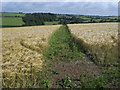 Footpath through the crops