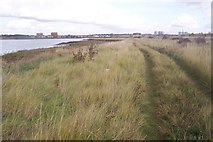 TQ6076 : Path in Swanscombe Marshes by David Anstiss