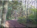 Autumnal splendour in Smeekley Wood