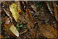 Leaf litter in the Forest of Dean