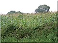 Maize near Chantry