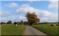 Mighty Oak and Cows grazing.