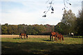 TQ9734 : Horses near Parsonage Farm by Oast House Archive