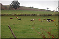 Cattle near Cyfronydd