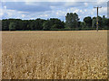 Farmland, Manningford Bohune