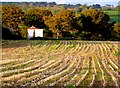 Stubble Field at Broadoak