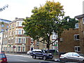 Tree, Plender Street