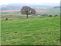 Towards Lane from Cliff Road