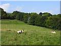 SU2858 : Pasture and woodland, Tidcombe by Andrew Smith