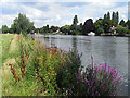 The River Thames, Cookham