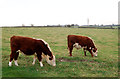 Hereford cattle on Hill Farm, south of Ufton (2)