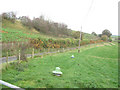 Pheasant feeding area