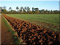 Slightly ploughed field near Upton House