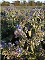 Borage near Sugarswell Cottages