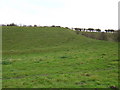 Farmland near Poor Wood