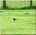 Pied Wagtail at Lochranza