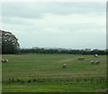 2009 : Swiss rolls in a field near Leighton