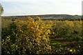 Orchard beside the road