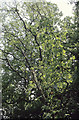 Wild Service Tree in Thundersley Plotlands