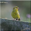 Greenfinch (Carduelis chloris), Hill of St Fink