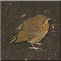 NO1745 : Robin (Erithacus rubecula), Blairgowrie by Mike Pennington