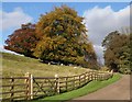 Trees by Home Farm Drive