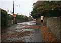 Leaves on the road