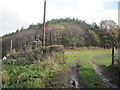 Foel Coppice from Criggion Lane