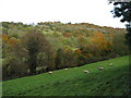 Autumn colours in the Avon valley