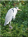 Bonchurch: a heron surveys the pond