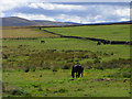 Pasture above Caldbeck