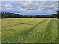 Farmland, Castle Sowerby