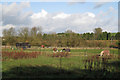 A paddock south-east of Glebe Farm