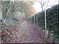 Fence and hedging alongside Fox Cottage